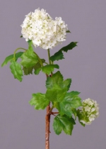 Viburnum klein 40cm groen wit